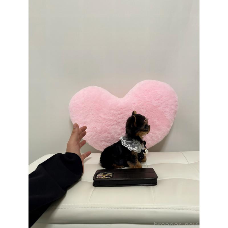 販売中の埼玉県のヨークシャーテリア-452560の2枚目