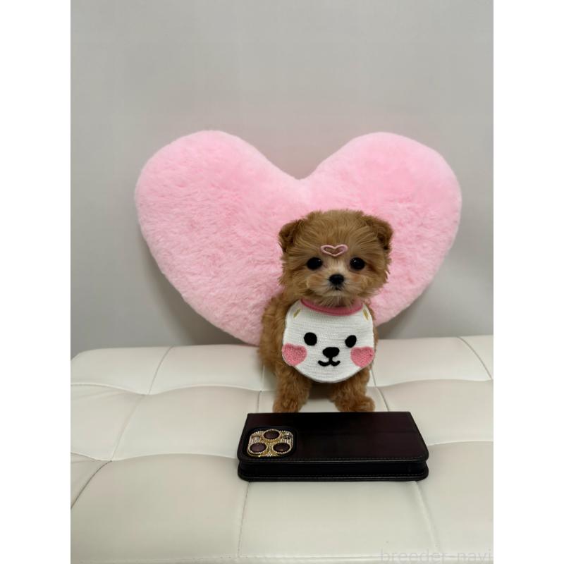 販売中の埼玉県のマルプー:マルチーズ×トイプードル-452561の3枚目