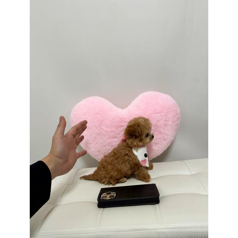 販売中の埼玉県のマルプー:マルチーズ×トイプードル-452561の2枚目