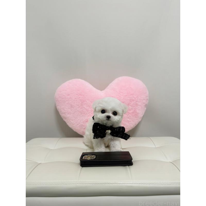 販売中の埼玉県のビションフリーゼ-452562の3枚目