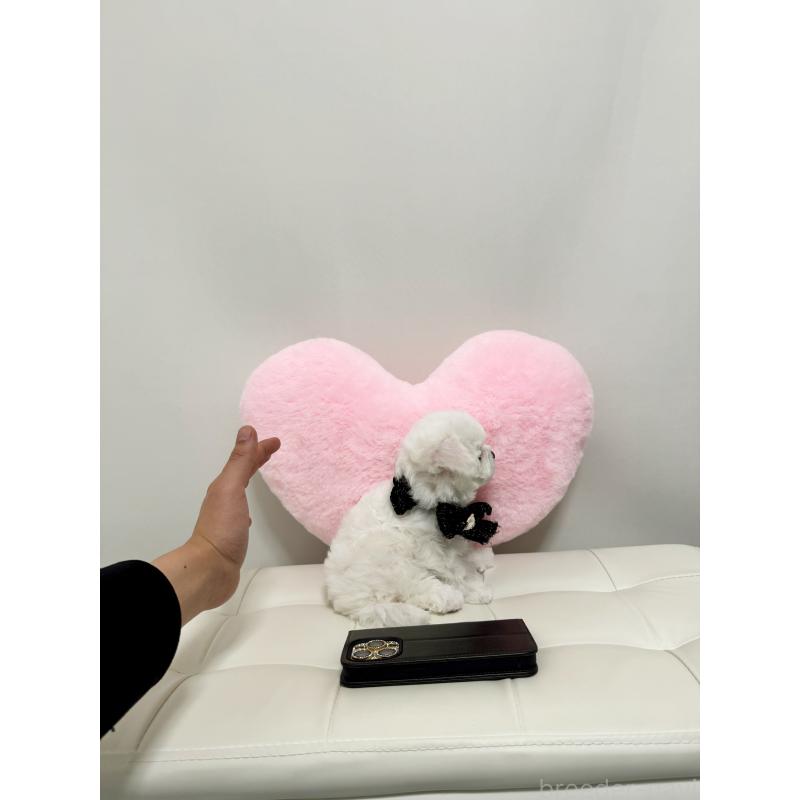 販売中の埼玉県のビションフリーゼ-452562の2枚目