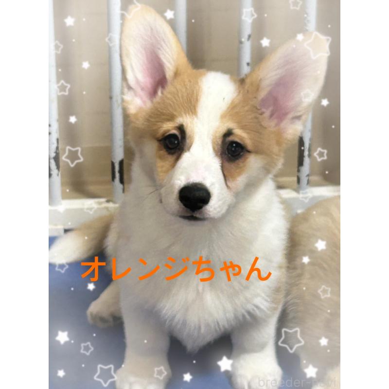 販売中の茨城県のウェルシュコーギーペンブローク-447503