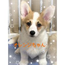 ♀︎ウェルシュコーギーペンブローク