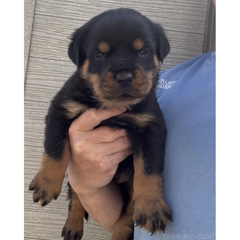 販売中の埼玉県のロットワイラー-452566の4枚目