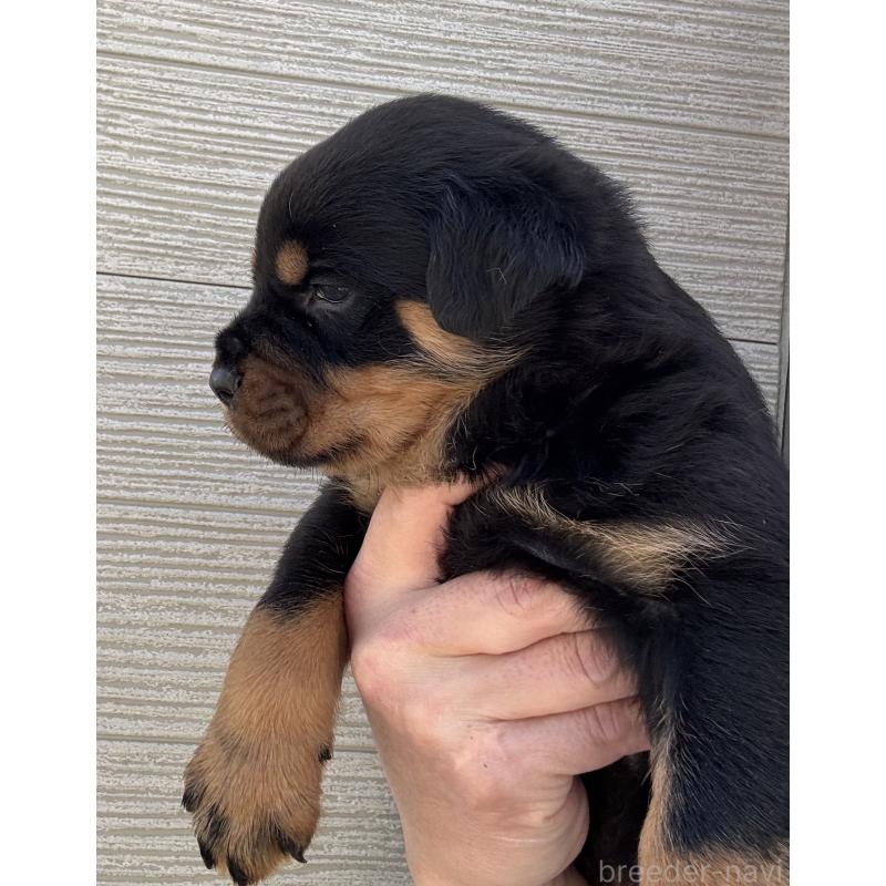 販売中の埼玉県のロットワイラー-452566の3枚目