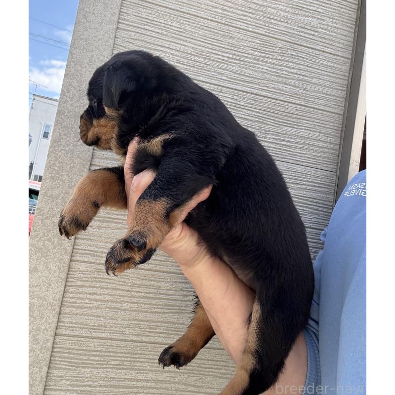 販売中の埼玉県のロットワイラー-452566の2枚目