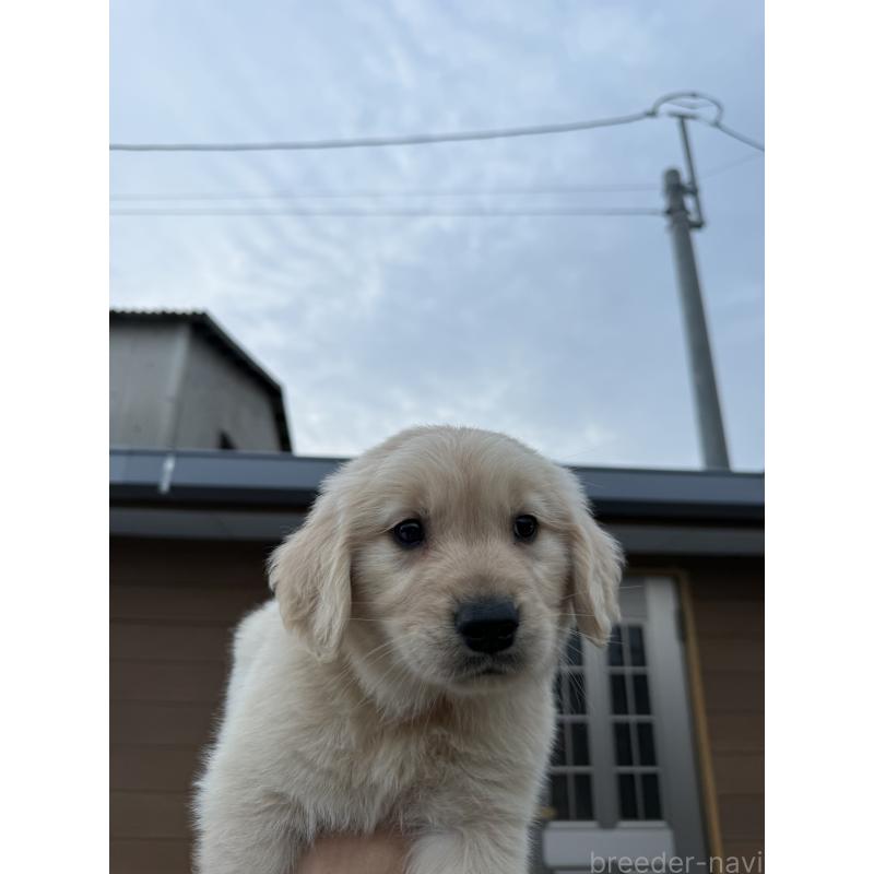 販売中の福岡県のゴールデンレトリーバー-452567の6枚目