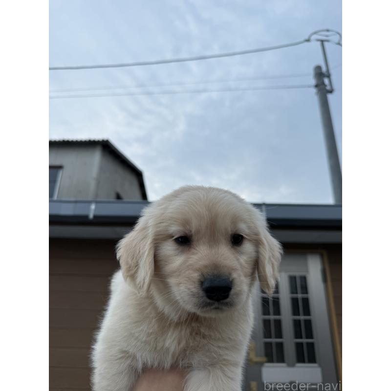 販売中の福岡県のゴールデンレトリーバー-452567の5枚目