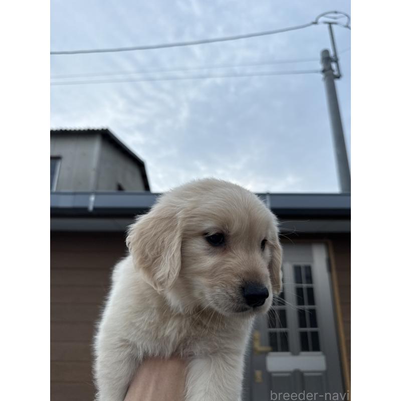 販売中の福岡県のゴールデンレトリーバー-452567の4枚目