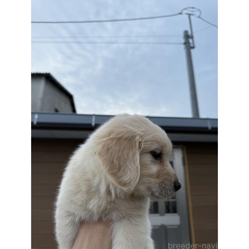 販売中の福岡県のゴールデンレトリーバー-452567の3枚目