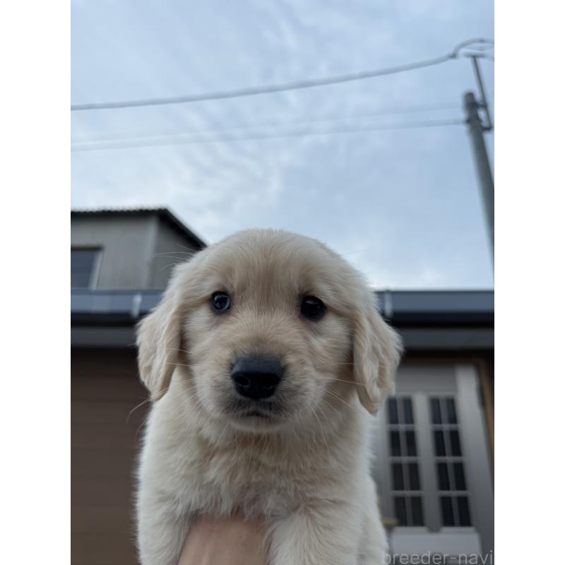 販売中の福岡県のゴールデンレトリーバー-452567の2枚目