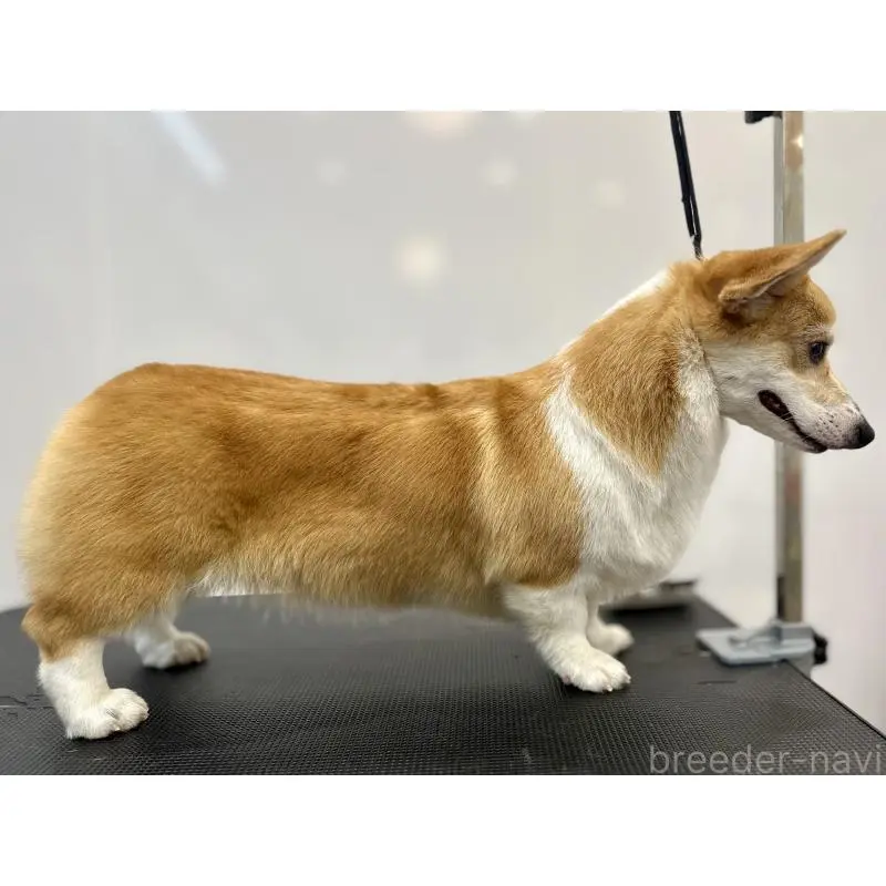 ステラちゃん1枚目