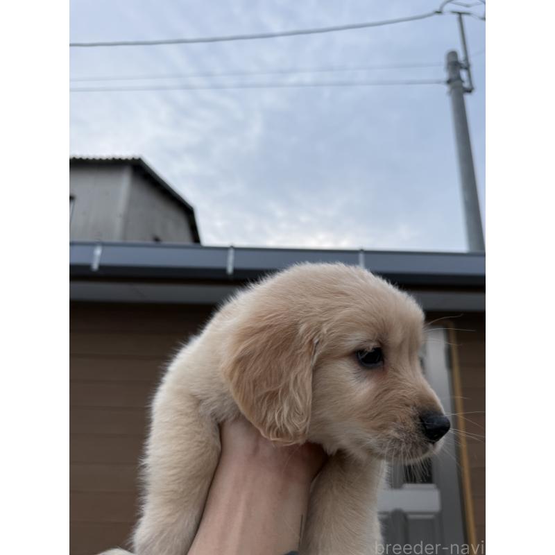 販売中の福岡県のゴールデンレトリーバー-452568の6枚目