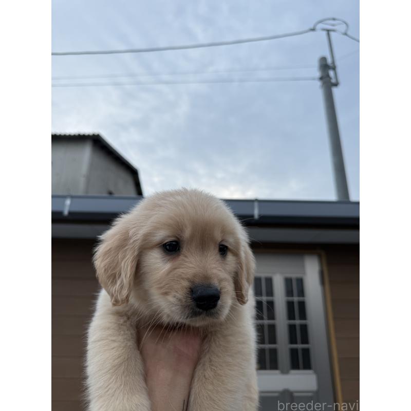 販売中の福岡県のゴールデンレトリーバー-452568の5枚目