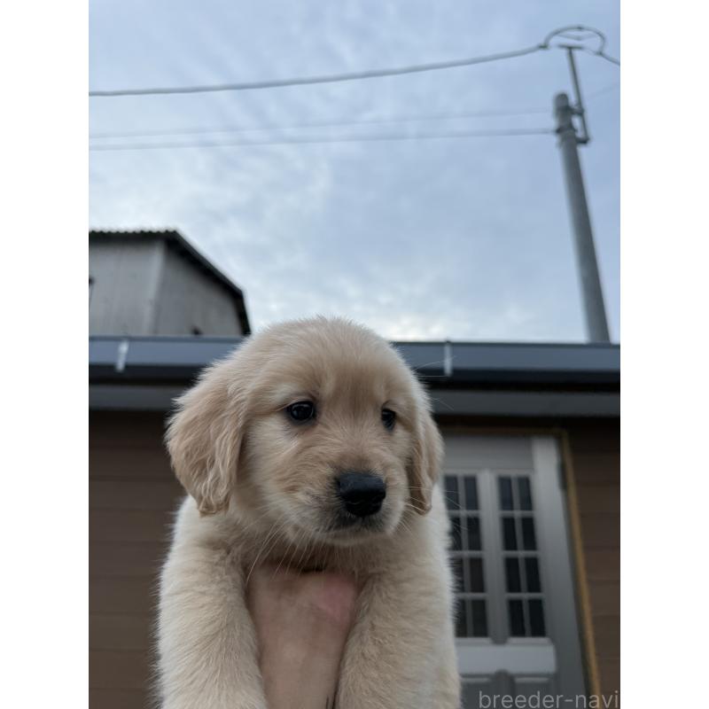 販売中の福岡県のゴールデンレトリーバー-452568の4枚目