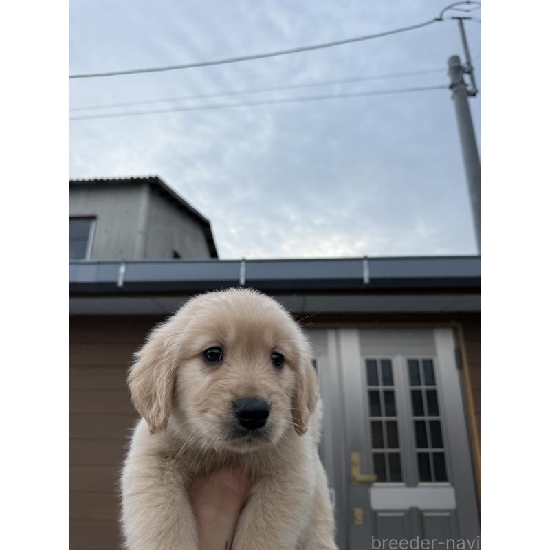 販売中の福岡県のゴールデンレトリーバー-452568の3枚目
