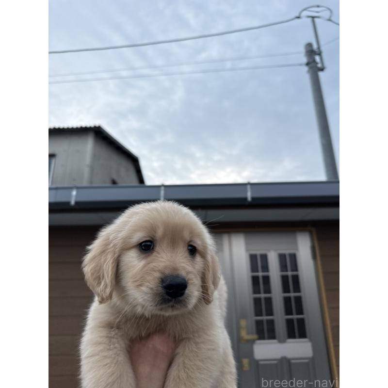 販売中の福岡県のゴールデンレトリーバー-452568の2枚目