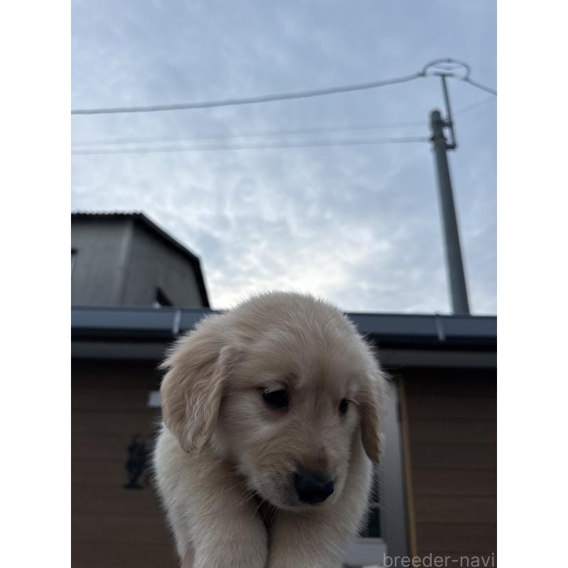 販売中の福岡県のゴールデンレトリーバー-452569の5枚目