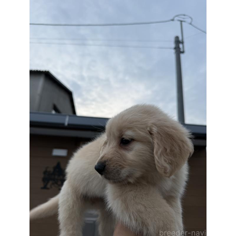 販売中の福岡県のゴールデンレトリーバー-452569の4枚目