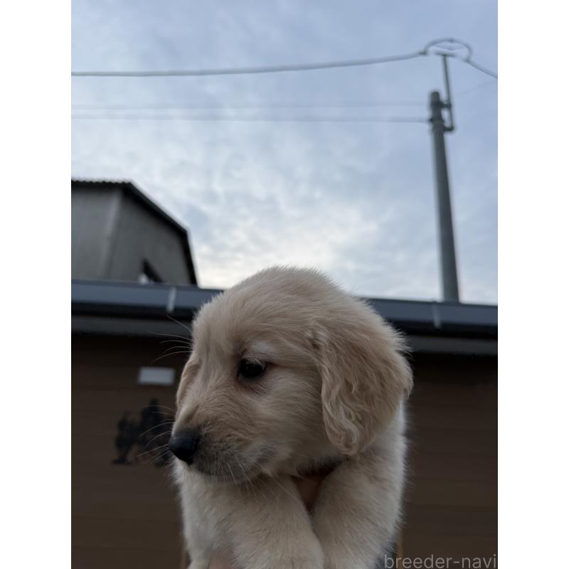 販売中の福岡県のゴールデンレトリーバー-452569の3枚目