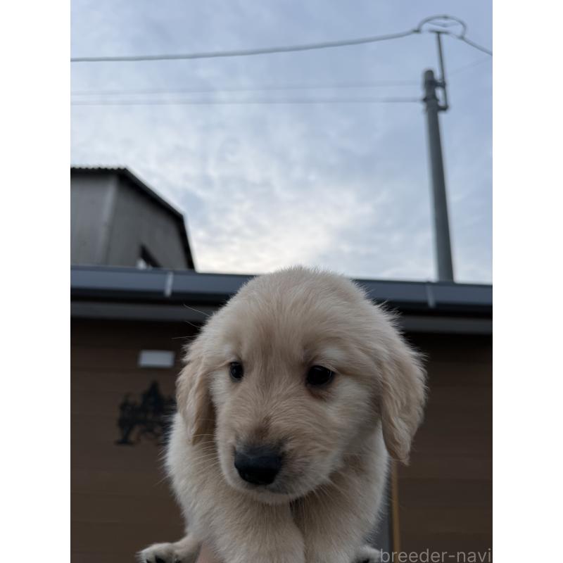 販売中の福岡県のゴールデンレトリーバー-452569の2枚目