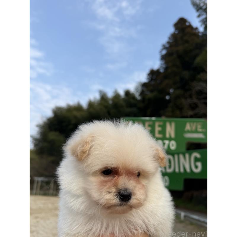 販売中の福岡県のポメプー:ポメラニアン×トイプードル-452570の5枚目