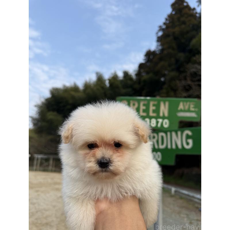 販売中の福岡県のポメプー:ポメラニアン×トイプードル-452570の4枚目