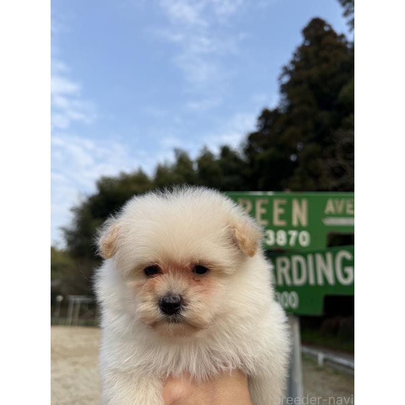 販売中の福岡県のポメプー:ポメラニアン×トイプードル-452570の3枚目