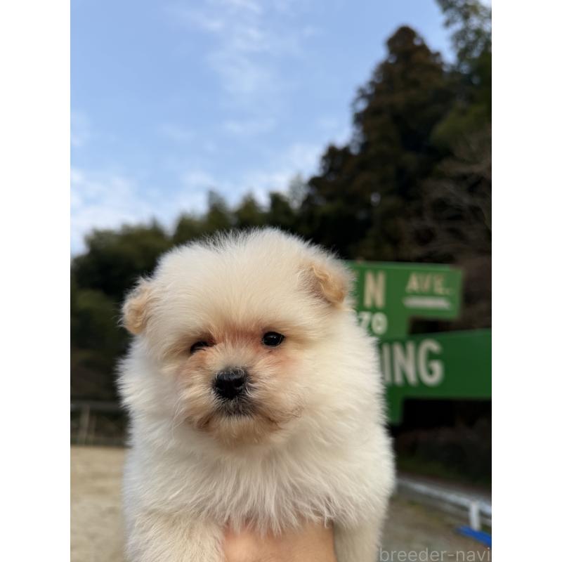 販売中の福岡県のポメプー:ポメラニアン×トイプードル-452570の2枚目