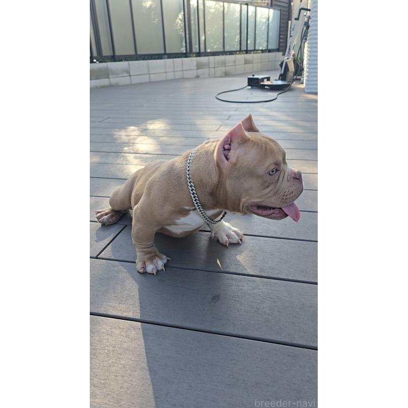 販売中の兵庫県のエキゾチックブリー-452168の2枚目