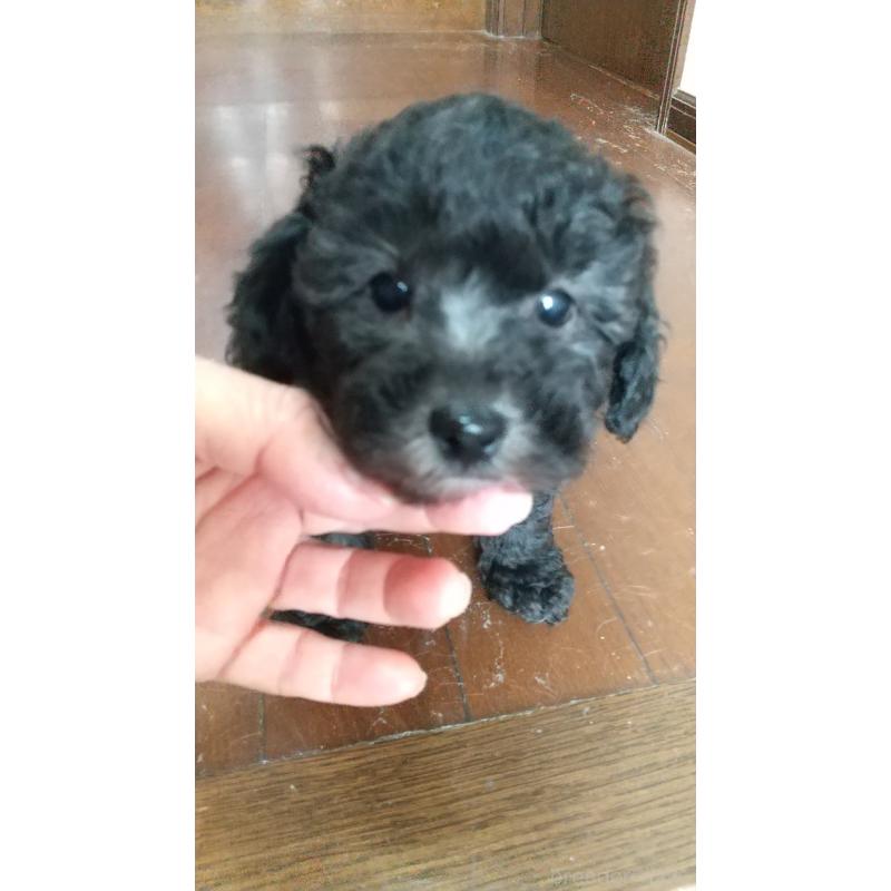 販売中の栃木県のトイプードル-452572の3枚目