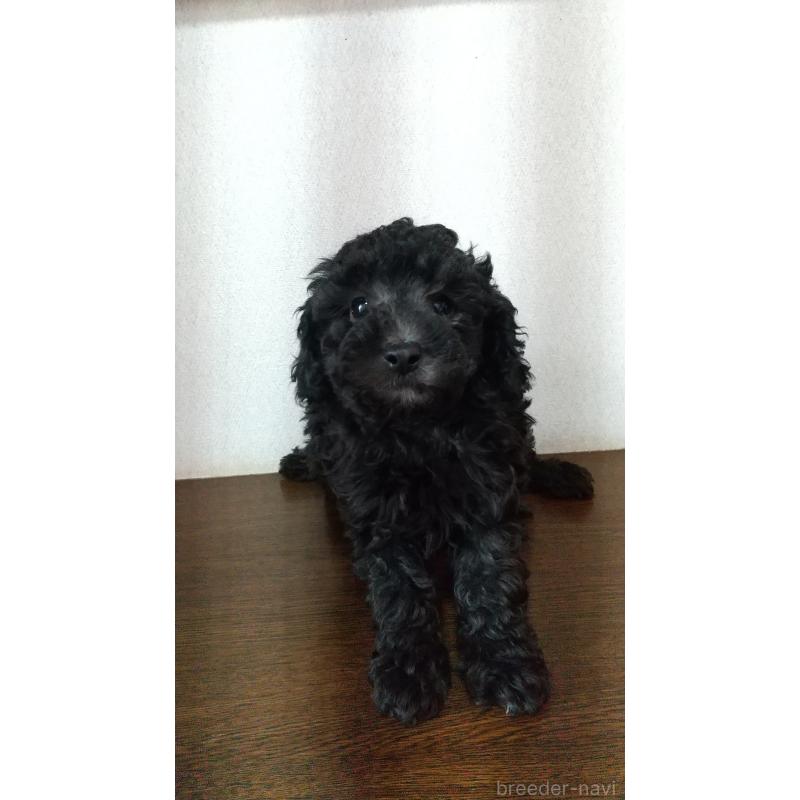 販売中の栃木県のトイプードル-452572の2枚目