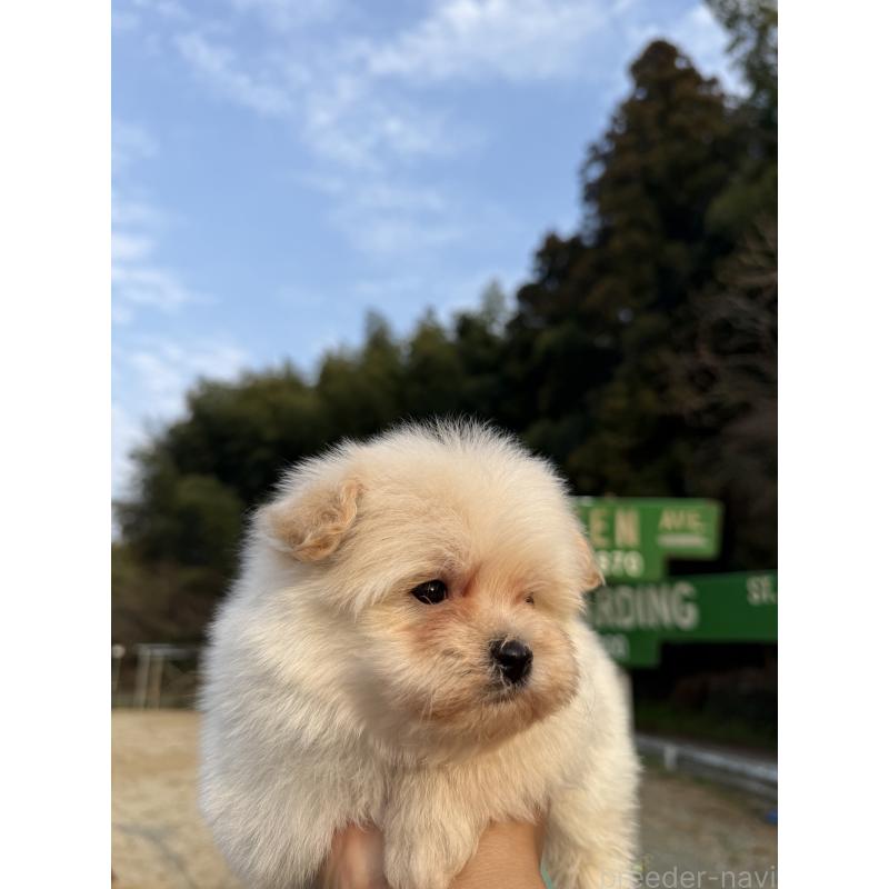販売中の福岡県のポメプー:ポメラニアン×トイプードル-452571の6枚目