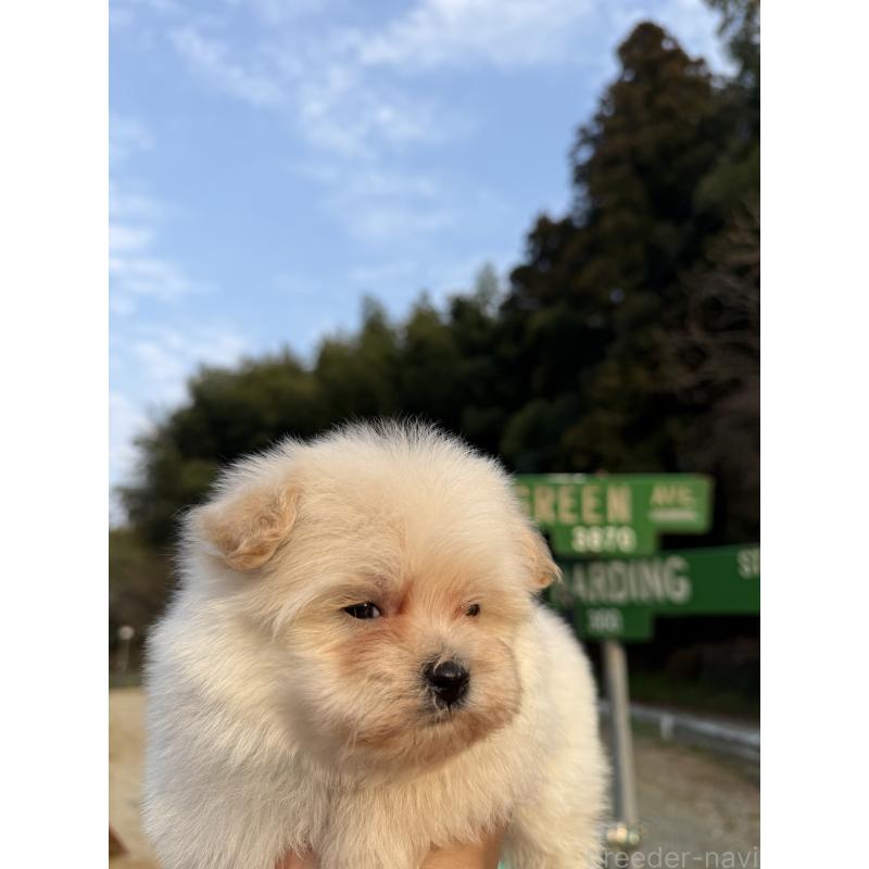 販売中の福岡県のポメプー:ポメラニアン×トイプードル-452571の5枚目