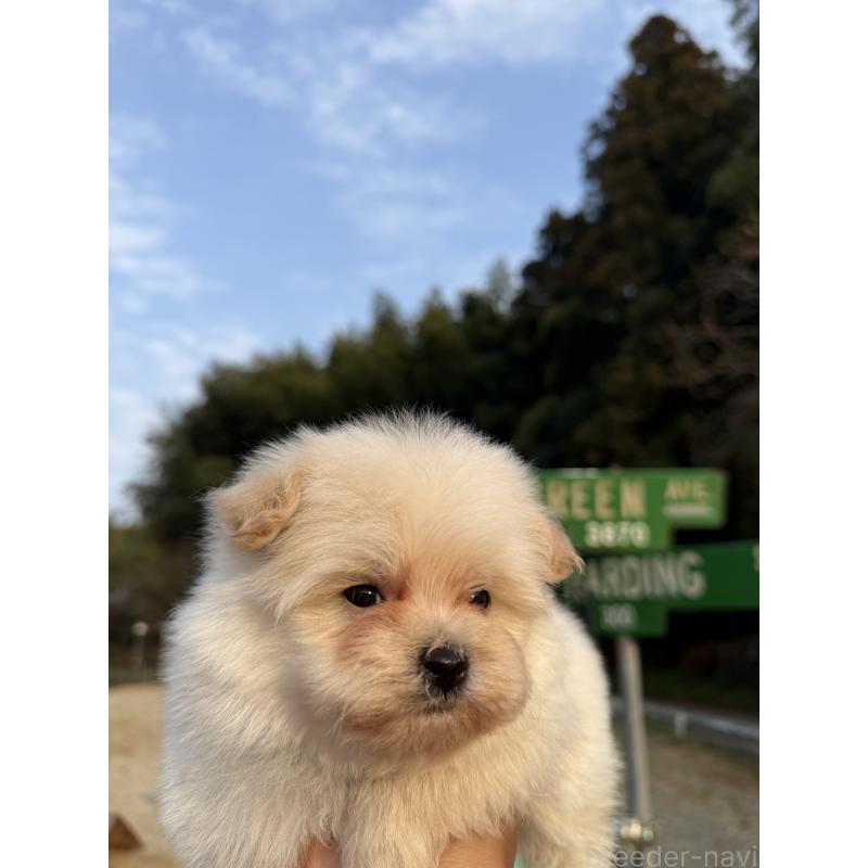 販売中の福岡県のポメプー:ポメラニアン×トイプードル-452571の4枚目