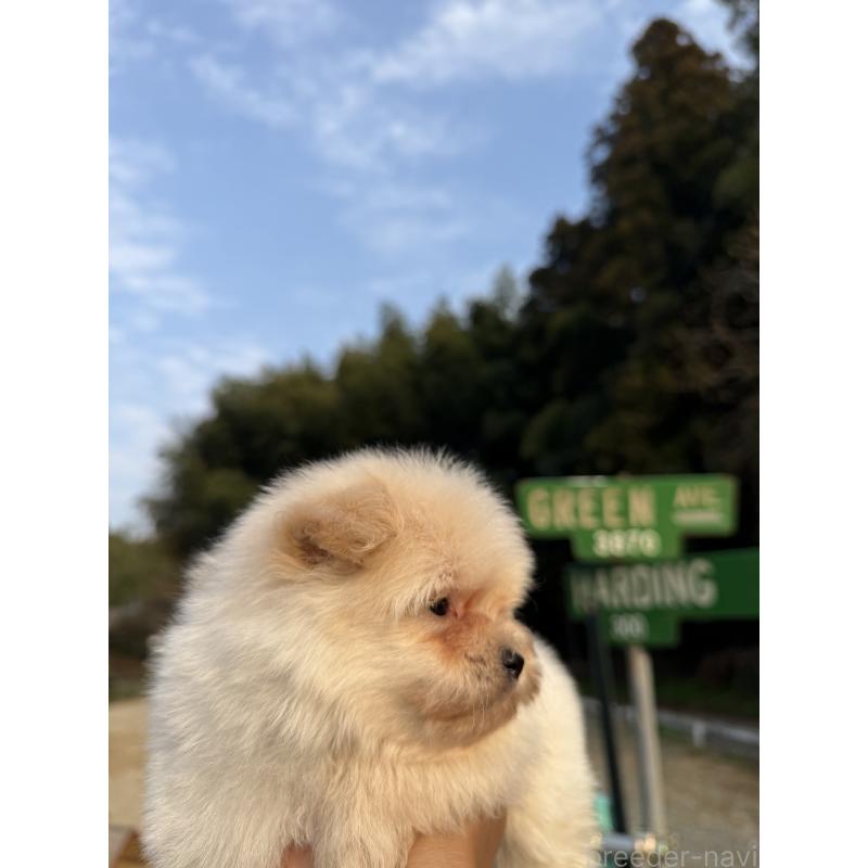 販売中の福岡県のポメプー:ポメラニアン×トイプードル-452571の3枚目