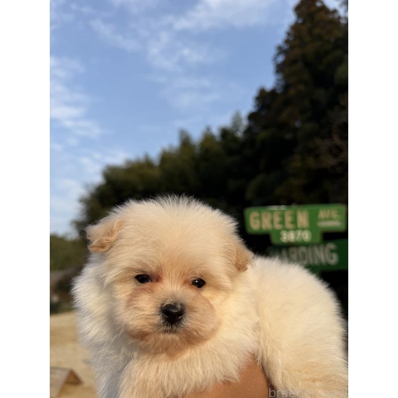 販売中の福岡県のポメプー:ポメラニアン×トイプードル-452571の2枚目