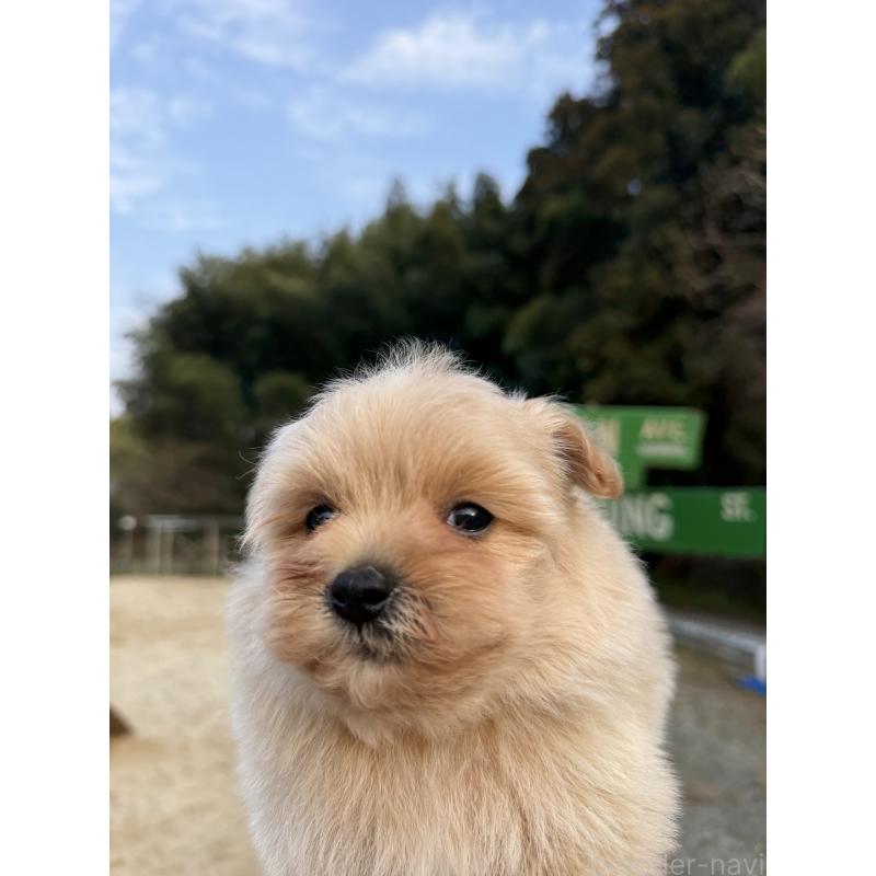 販売中の福岡県のポメプー:ポメラニアン×トイプードル-452573の6枚目