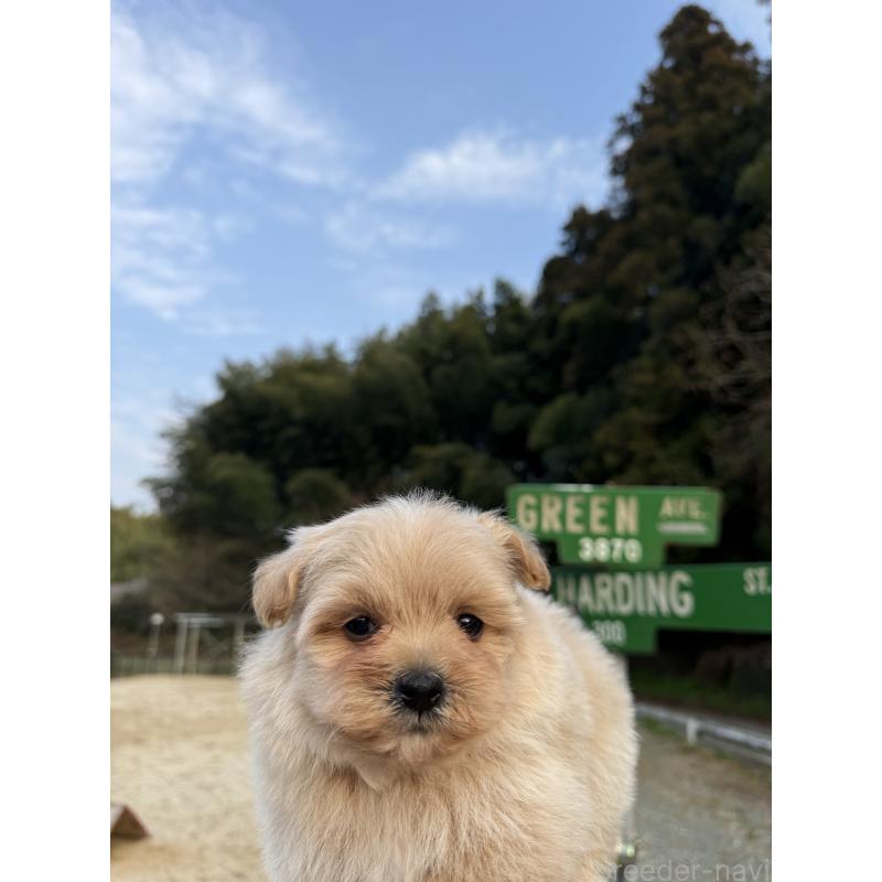 販売中の福岡県のポメプー:ポメラニアン×トイプードル-452573の5枚目