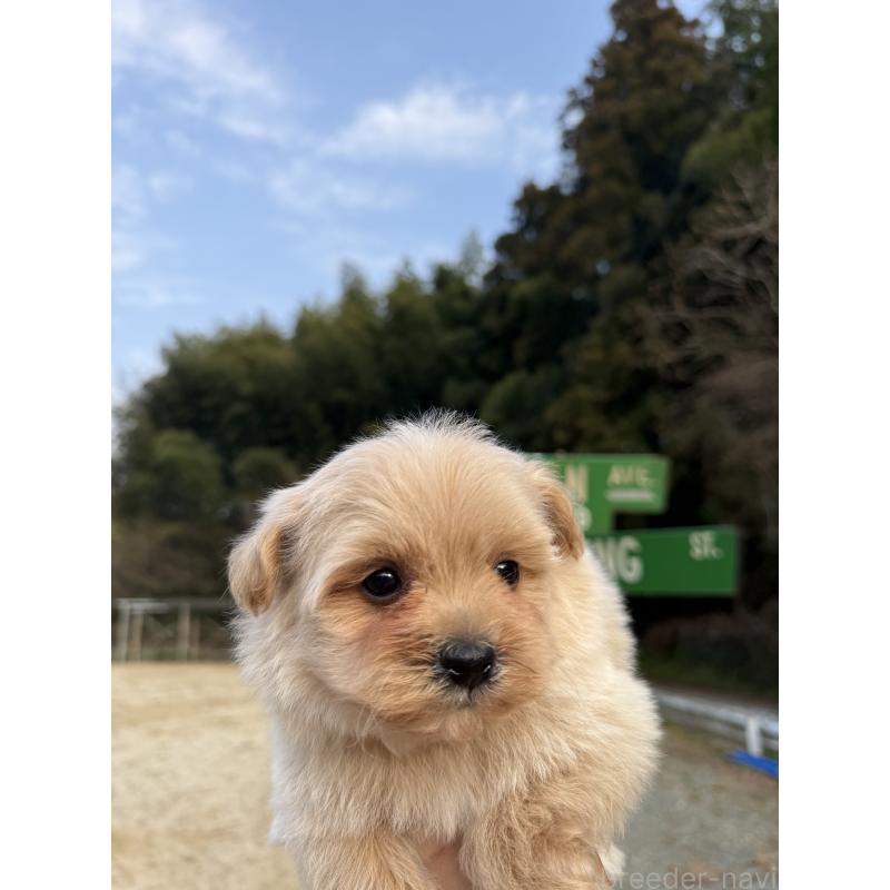 販売中の福岡県のポメプー:ポメラニアン×トイプードル-452573の3枚目