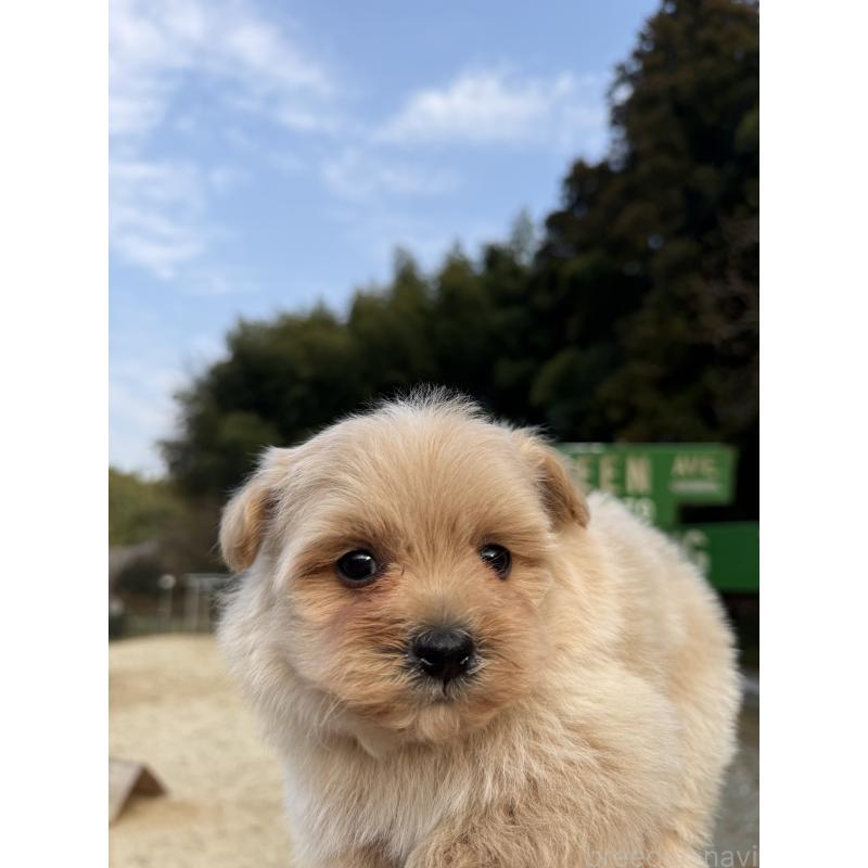 販売中の福岡県のポメプー:ポメラニアン×トイプードル-452573の2枚目