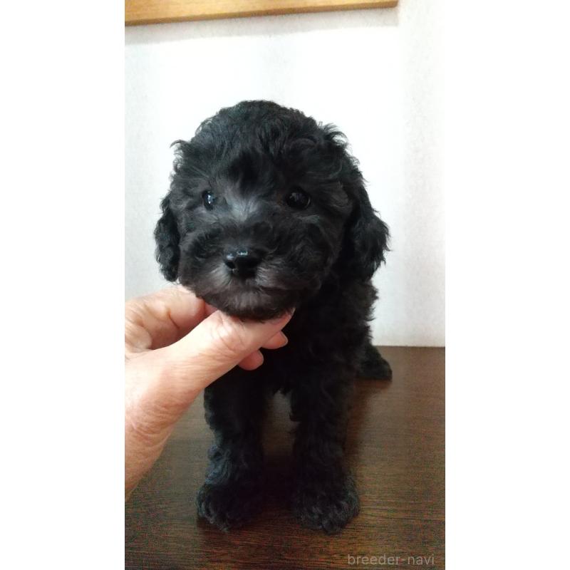 販売中の栃木県のトイプードル-452574の3枚目