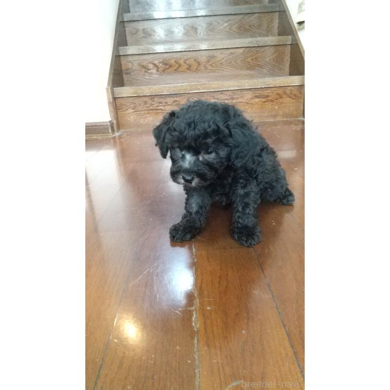 販売中の栃木県のトイプードル-452574の2枚目