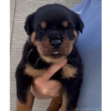 ♀︎ロットワイラー