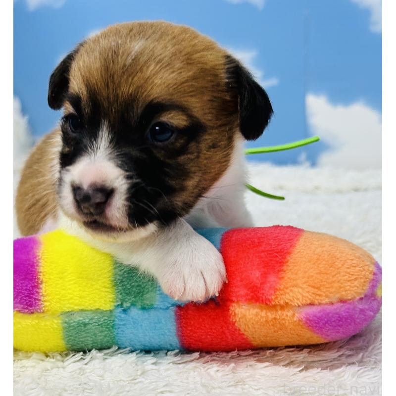 販売中の岐阜県のジャックラッセルテリア-452576の5枚目