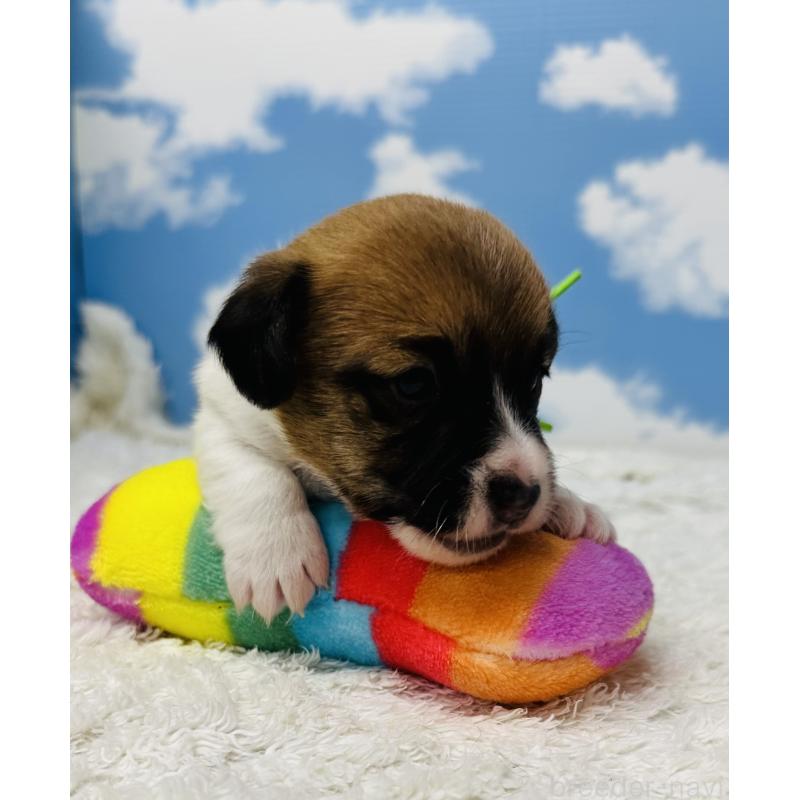 販売中の岐阜県のジャックラッセルテリア-452576の4枚目