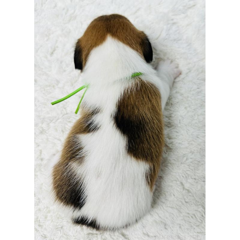 販売中の岐阜県のジャックラッセルテリア-452576の2枚目