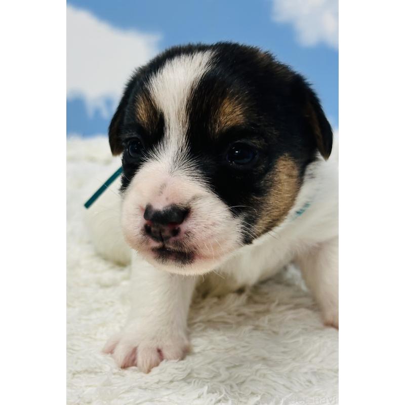 販売中の岐阜県のジャックラッセルテリア-452578の5枚目