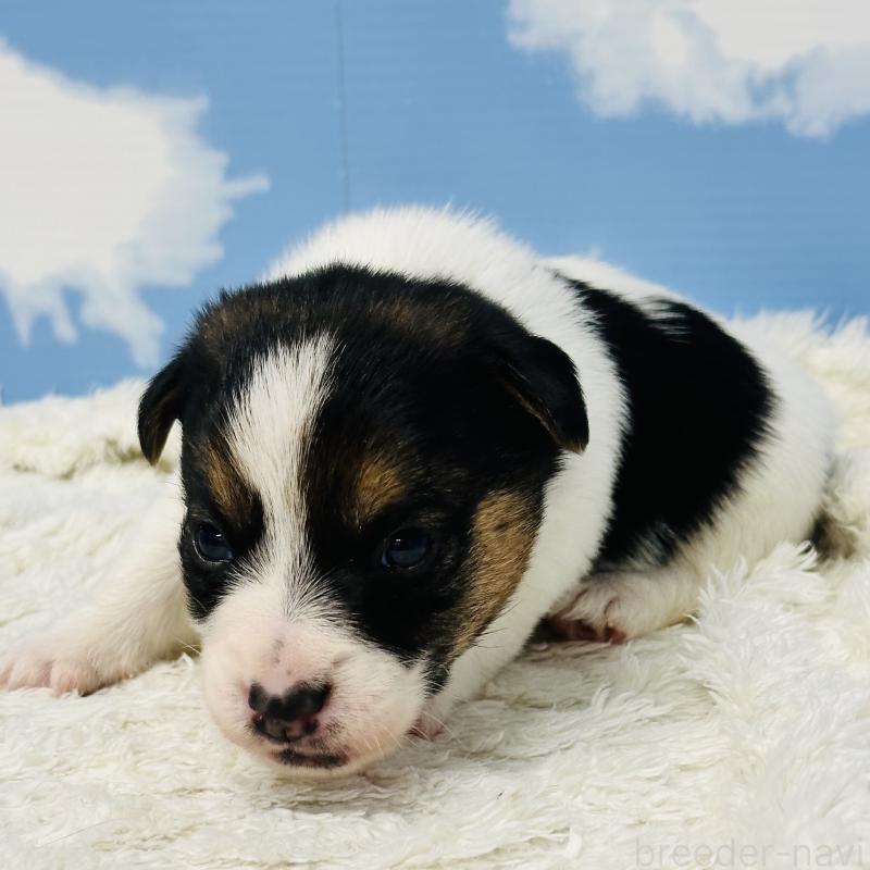 販売中の岐阜県のジャックラッセルテリア-452578の4枚目