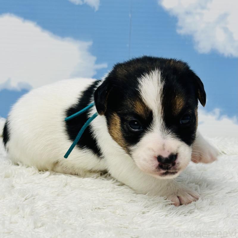 販売中の岐阜県のジャックラッセルテリア-452578の3枚目